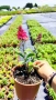 Buddleja dav. Butterfly Candy Little Ruby, снимка 9