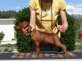 Миниатюрен Пинчер / zwergpinscher, снимка 4