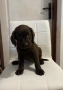 Шоколадови лабрадори, снимка 4