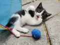Котенца - Подарявам, снимка 8