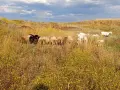 Каракачански овце за разплод, снимка 2