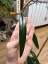 Hoya Хоя Sulawesiana Albomarinata , снимка 1