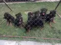 Търсят си нов дом., снимка 3