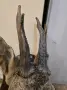 Ловен трофей на сръндак, снимка 8
