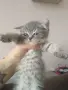 Британско правоухо момче, снимка 2
