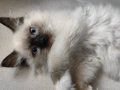 Чистокръвни котенца Ragdoll, снимка 3