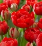 Луковици ЛАЛЕТА - Предварителни поръчки, снимка 4