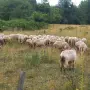 продават се 60 броя овце, снимка 6