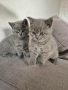 Продажба на британски котенца, снимка 2