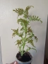 Колеус Скелетон, coleus skeletal/skeleton, снимка 4