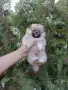Момче и момиче. Померани. , снимка 3