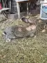 Мъжки заек великан , снимка 1