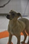 Rescue puppy, снимка 2