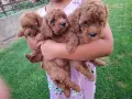 Продавам малки той пудели, снимка 2