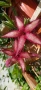 Stapelia hirsuta, снимка 1