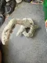 Вкаменелост от морето , снимка 2