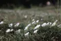 Обектив Canon FD 35-70mm f/3.5-4.5 за Canon FD байонет, снимка 10
