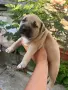питбул редноус кученца, снимка 4