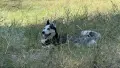 Чистокръвно хъски на 4 г. търси женска за заплождане, снимка 4