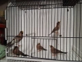 Амадини, снимка 2