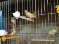 Продавам канарчета ., снимка 3
