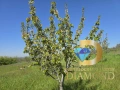 Черешова градина в Димитровград, кв. Черноконево, снимка 4