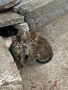 Подарявам малки котенца, снимка 1