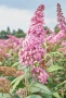 Будлея Розова наслада, Buddleja Pink Delight, снимка 2