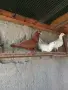 продавам гълъби, снимка 14