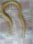 дървена змия играчка, снимка 3