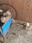 Продавам декоративни кокошки, снимка 3