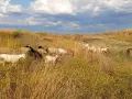 Каракачански овце за разплод, снимка 3