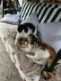Осинови коте , снимка 2