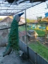 Пауни, снимка 8