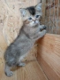 шотландски котки, снимка 7