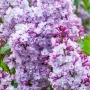 Люляк / Lilac, снимка 11