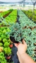 Хвойна Син Килим, Juniperus Blue Carpet, студоустойчива, снимка 4