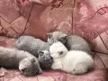 Чистокръвни британски котенца, снимка 2