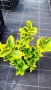 Евонимус Ауреа, Euonymus Japonica Aurea, снимка 12