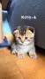 Британски котета , снимка 4