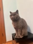 Британска късокосместа и шотландска клепоуха котка, снимка 12