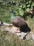 Препариран Паун, снимка 2
