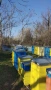 Продавам ранни пчелни отводки, снимка 2