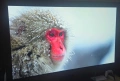LG G4 77 Oled TV, снимка 5