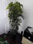 Дървото на парите , снимка 2