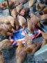 Млади ярки и петли, снимка 4