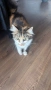 Подарявам котка, снимка 1
