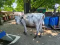 Продавам крави, юници и телета, снимка 3