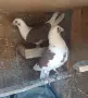 Гълъби пощенски и мардини, снимка 1
