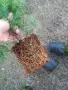 Западна туя Смарагд (Thuja occidentalis Smaragd), снимка 8